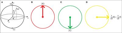 Cortico-Hippocampal Computational Modeling Using Quantum-Inspired Neural Networks